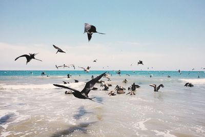 Seagulls flying over sea against clear sky
