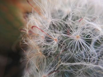 Close-up of dandelion flower