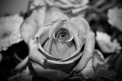 Close-up of rose roses