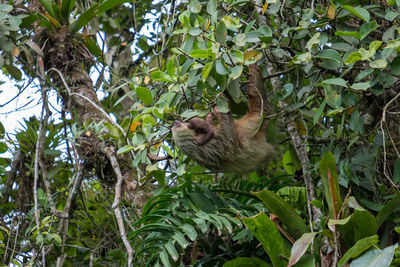 Low angle view of cat on tree