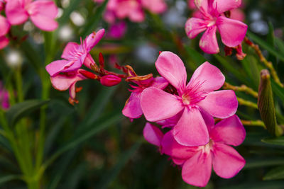 Close-up of pink flowering plants