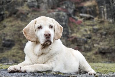 Close-up portrait of dog