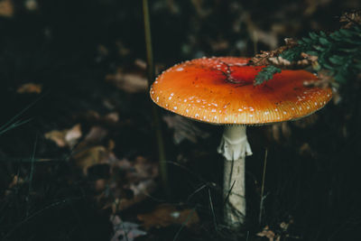 Close-up of mushroom growing on field