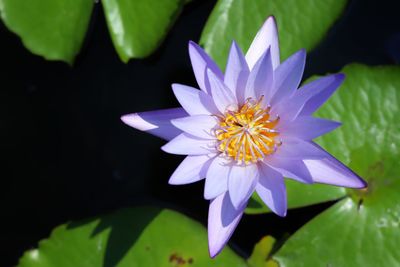 Close-up of purple water lily in pond