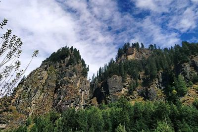 Low angle view of trees and plants against sky