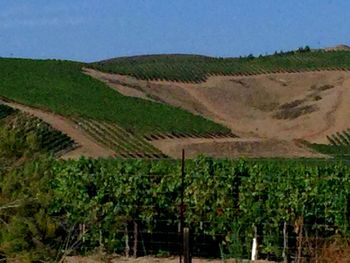 Scenic view of landscape against clear sky