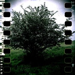 Trees growing in the dark