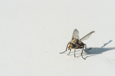 Close-up of housefly on white background
