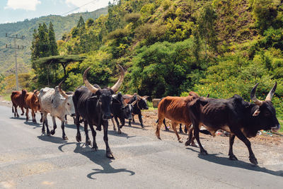 Cows on the road