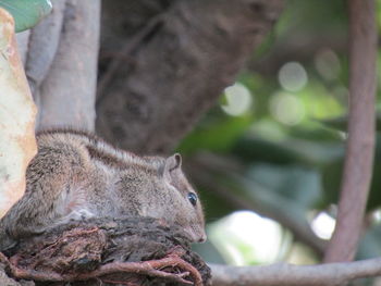 Close-up of squirrel on tree