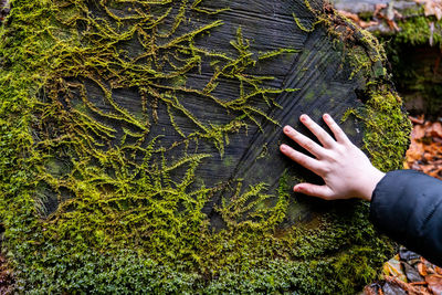 Young person's hand touching tree trunk with plant life growing on it