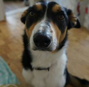 Close-up portrait of dog