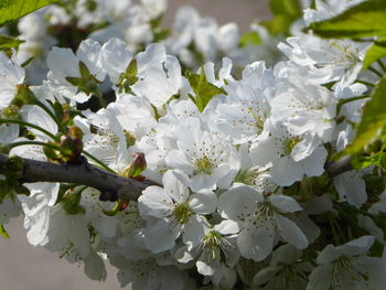 Close-up of white cherry blossoms in spring