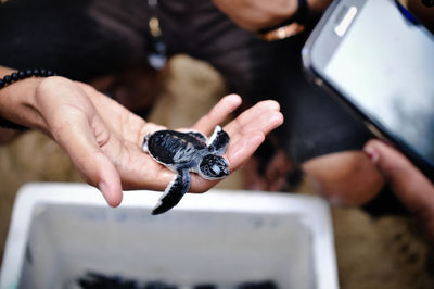 Caretaker carrying turtle hatchling at zoo