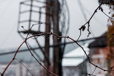 Close-up of dry plant against fence