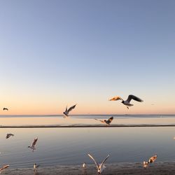 Seagulls flying over sea against sky