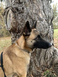 Close-up of a dog sitting on tree trunk