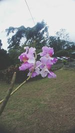 Low angle view of flower tree against sky