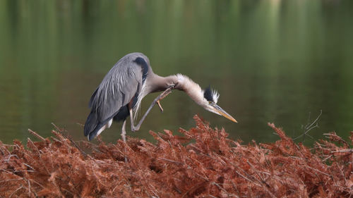 High angle view of gray heron flying over lake