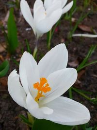 Close-up of white crocus blooming outdoors