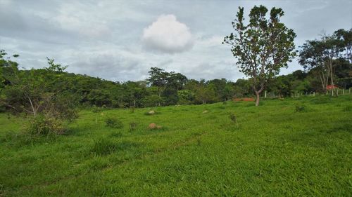 Trees on field against sky