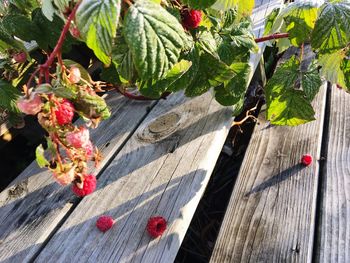 High angle view of plants growing on table