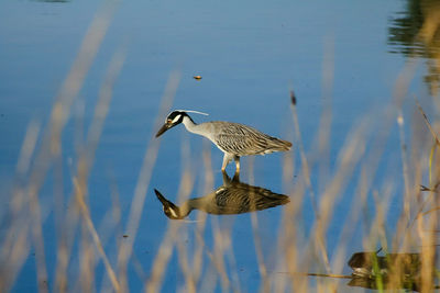 Bird swimming in lake