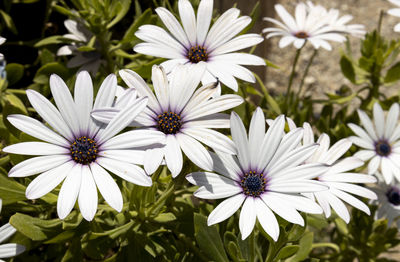 Close-up of white daisy flowers