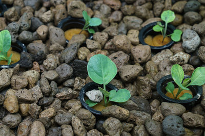 High angle view of small plant growing on field