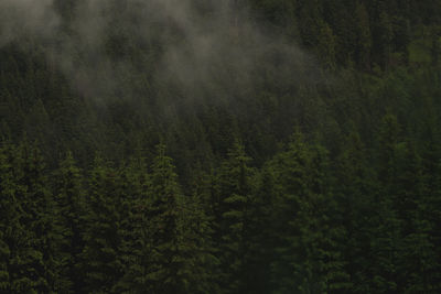 Pine trees in forest