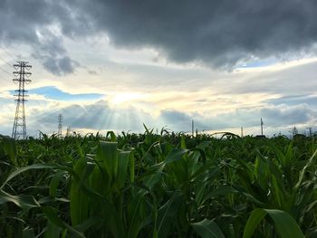 Scenic view of field against sky during sunset