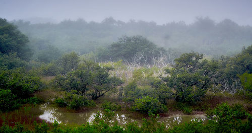 Trees in forest during rainy season