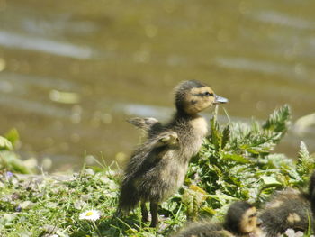 Close-up of sparrow on plant in water