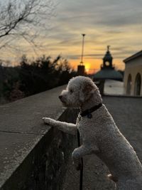 Lagotto romagnolo - sunset - park sanssouci - potsdam - germany