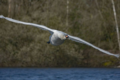 Seagull flying over sea