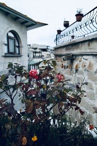 Low angle view of flowering plants by building against sky