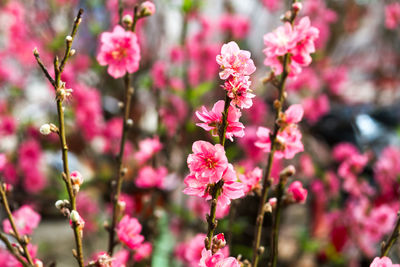 Close-up of pink flowers