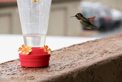 Close-up of red bird flying at beach