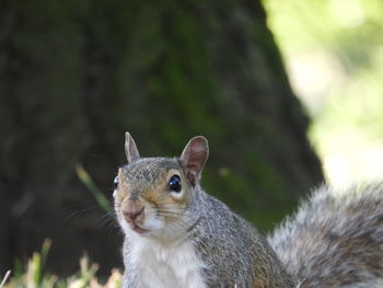 Close-up portrait of squirrel