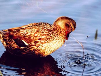 Close-up of duck swimming in lake