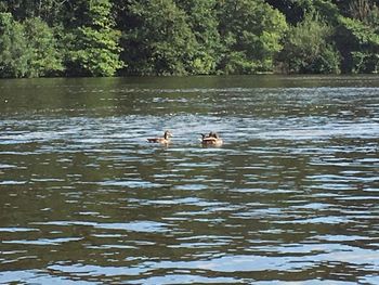 Ducks swimming in lake