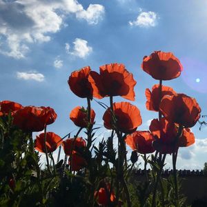 Close-up of red flowering plants against sky