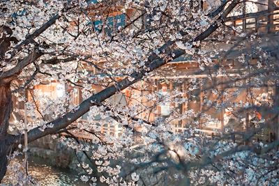 Low angle view of cherry blossom tree