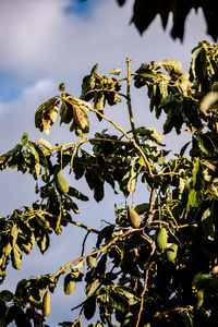 Low angle view of plants against sky