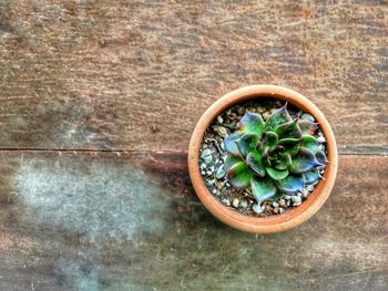 Directly above shot of potted plants on table