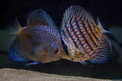 Close-up of discus fish swimming in aquarium 