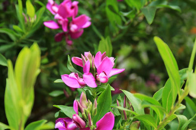 Close-up of pink flowering plant