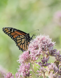 Close-up of butterfly pollinating on pink flower