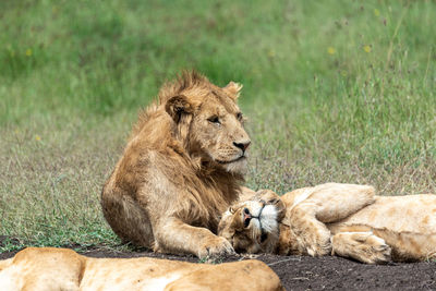 Lion lying on grass