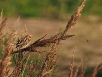 Close-up of a bird flying